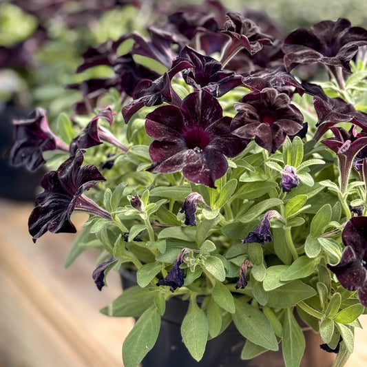 Petunia | Black Magic