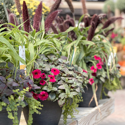 Fall | Combination Patio Pot