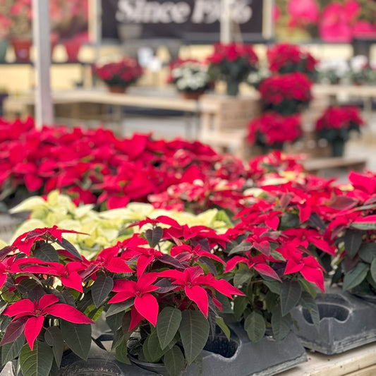 Euphorbia | Princettia Poinsettia