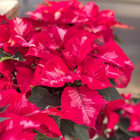 Euphorbia | Ice Punch Poinsettia