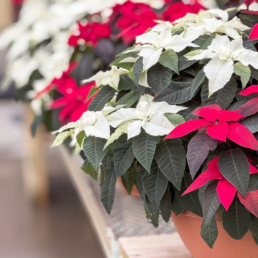 Euphorbia | Poinsettia Bowl
