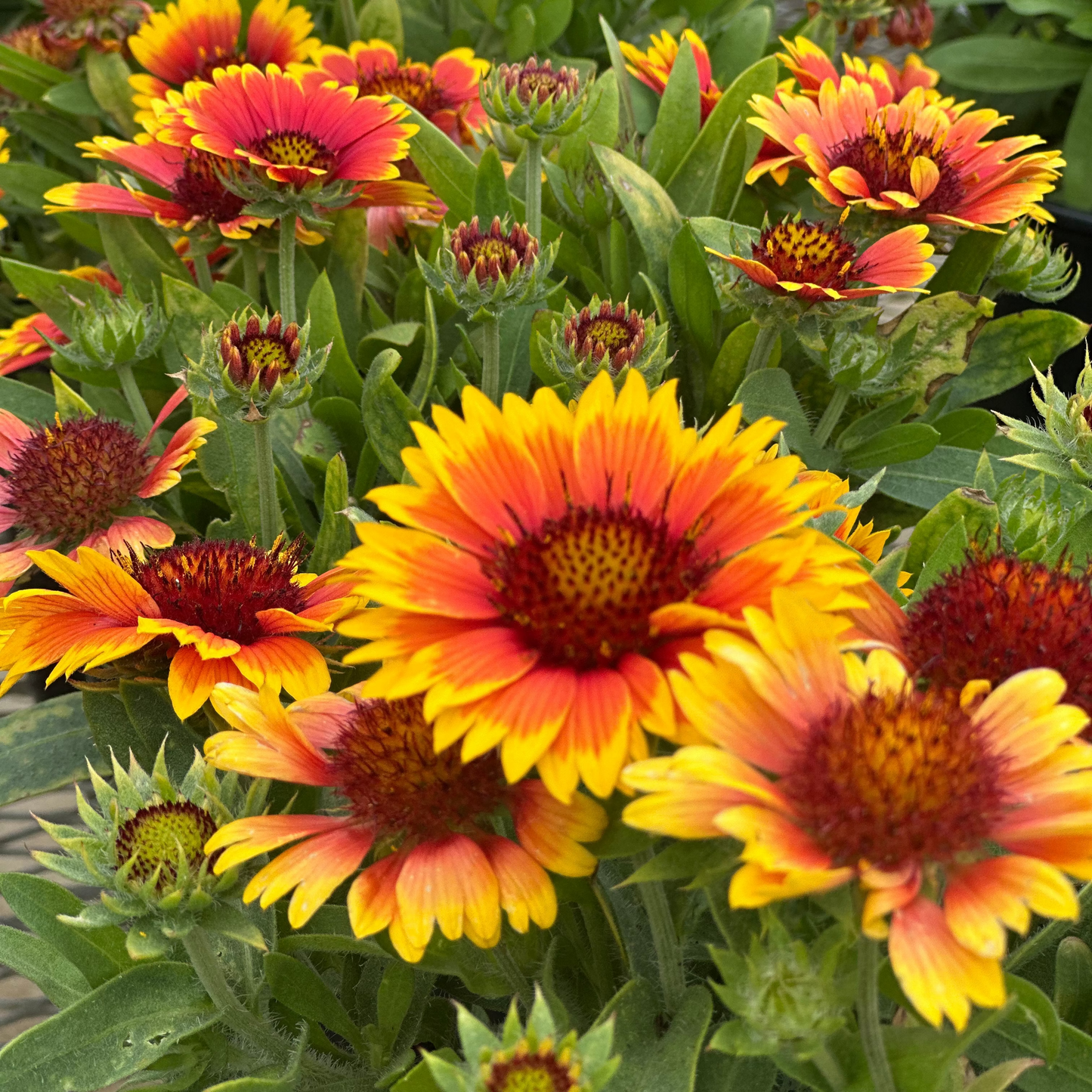 Gaillardia | Arizona Blanket Flower | Sun - 1 Gallon