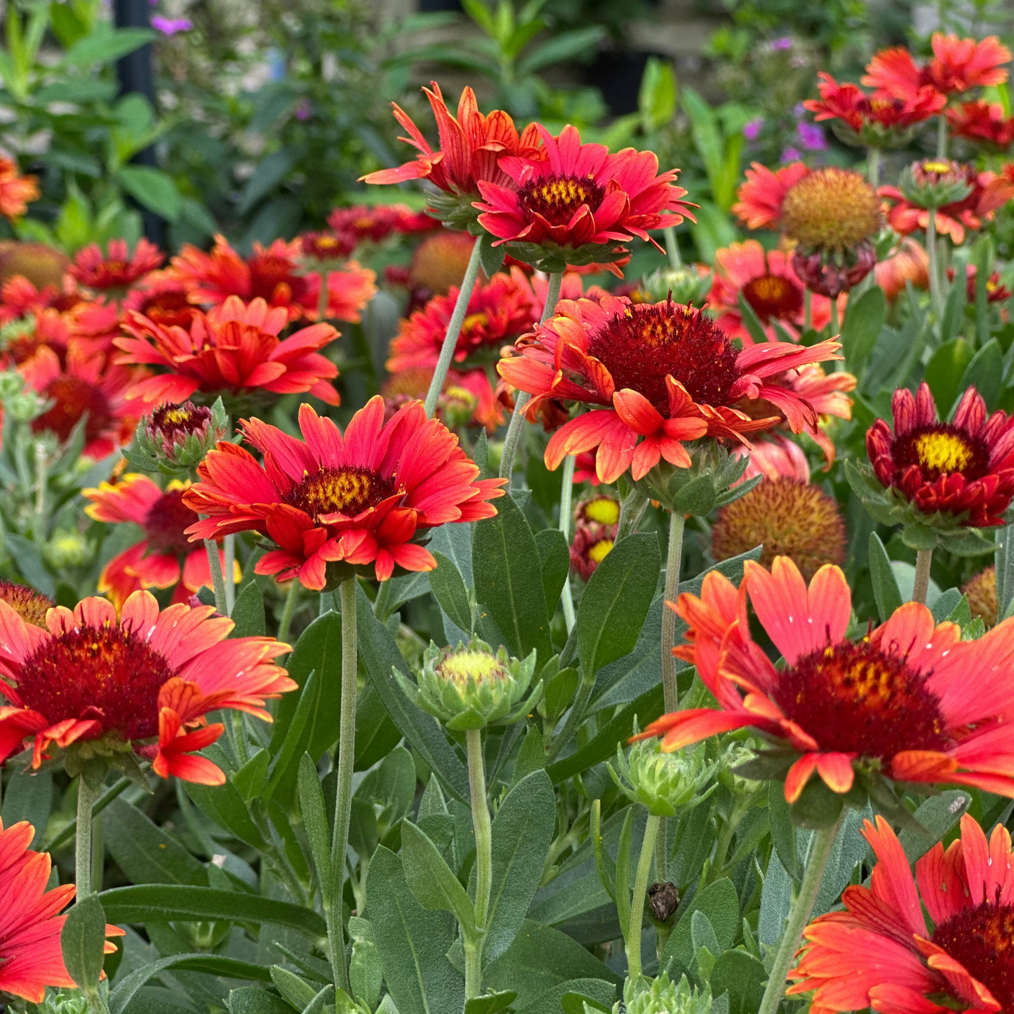 Gaillardia | Arizona Blanket Flower | Red Shades - 1 Gallon