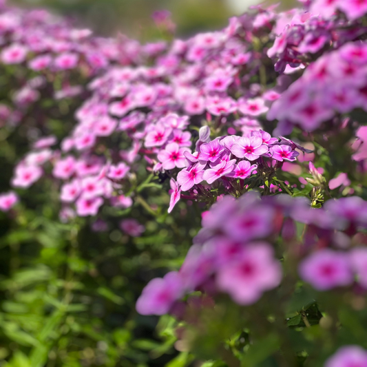 Phlox | Early Lavender Pop - 1 Gallon
