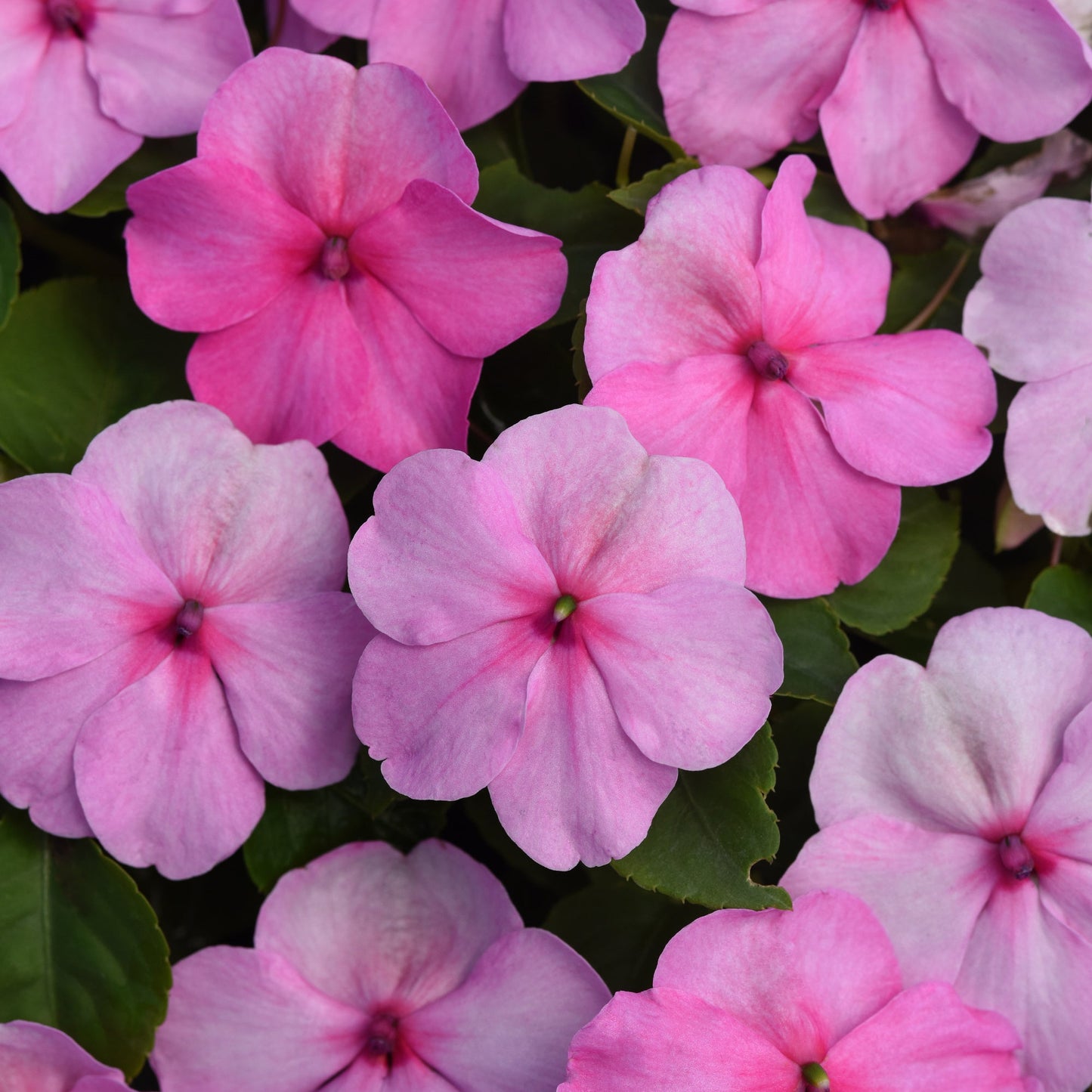 Impatiens | Beacon - 4 Pack