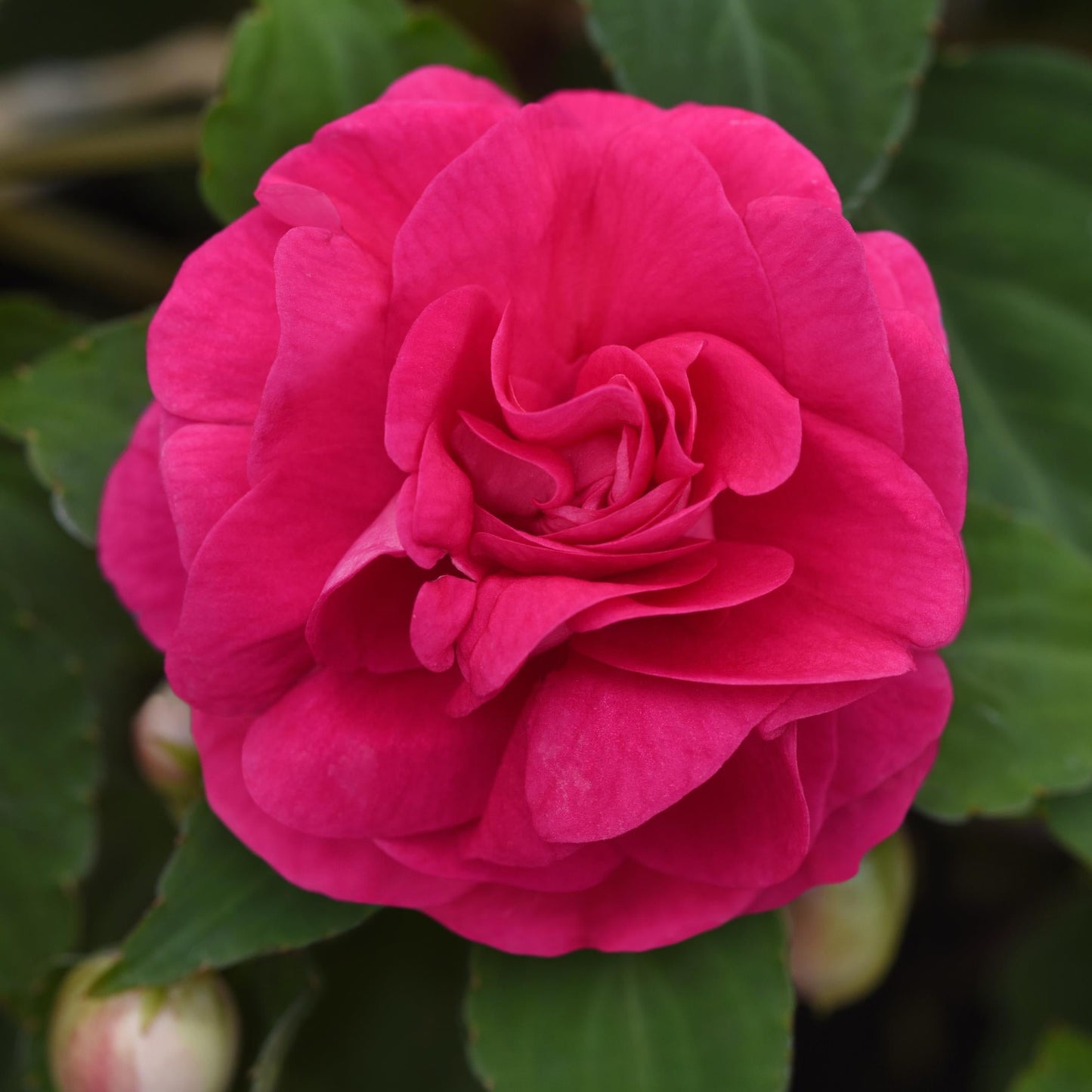 Impatiens | Glimmer - 1 Quart