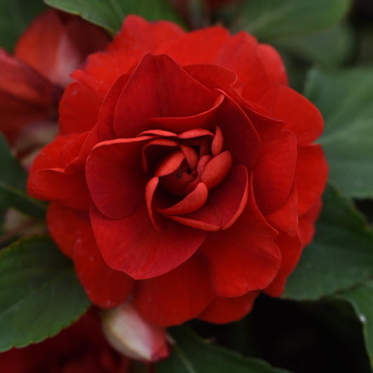 Impatiens | Glimmer - 1 Quart