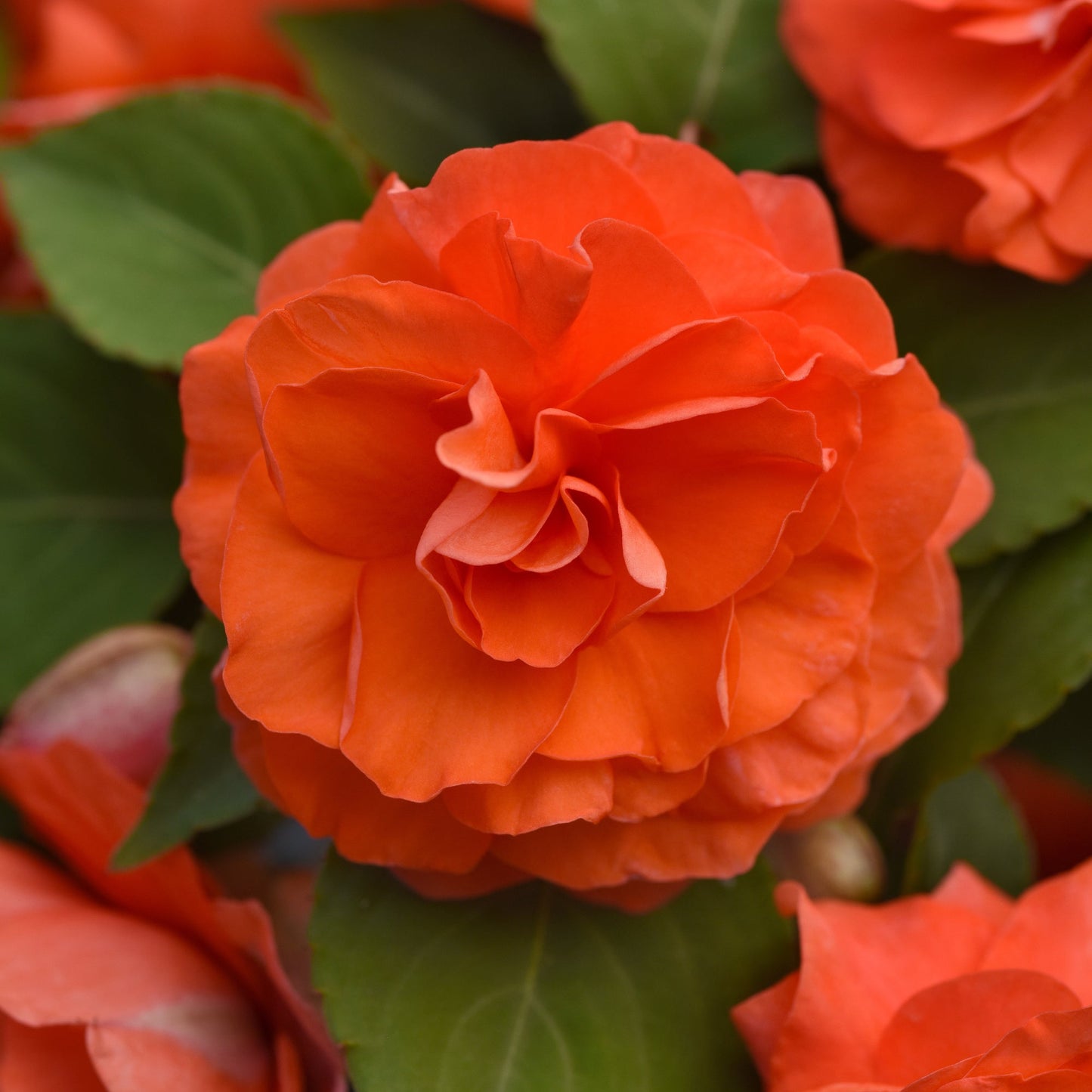 Impatiens | Glimmer - 1 Quart