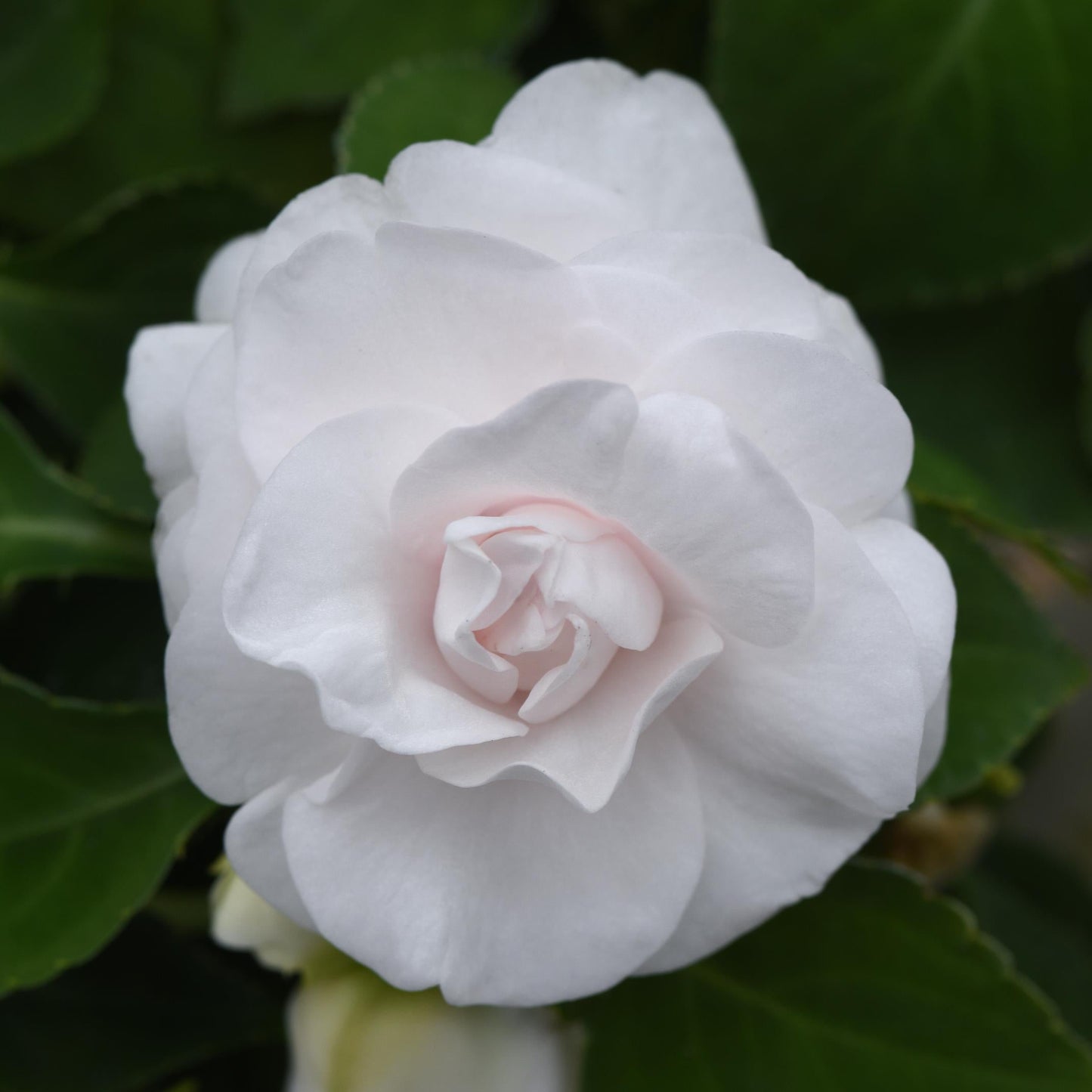 Impatiens | Glimmer - 1 Quart