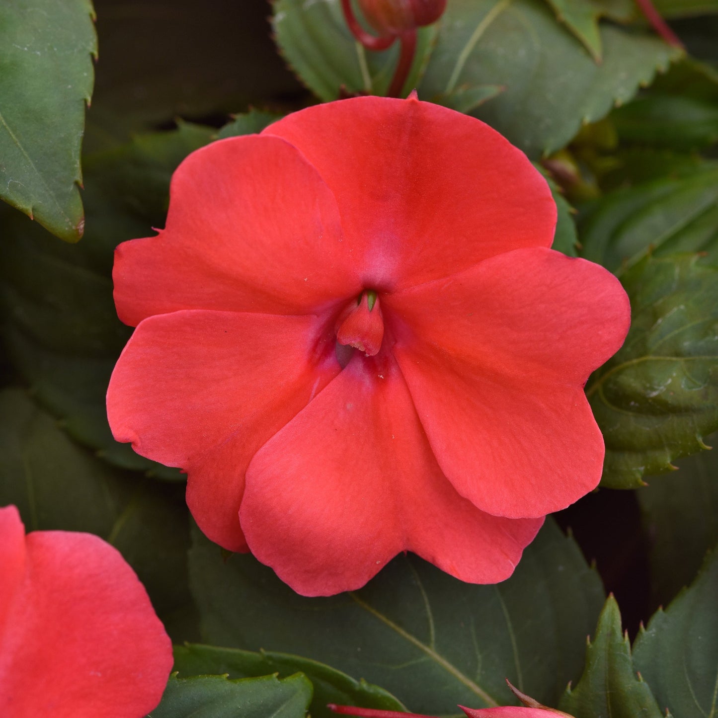 Impatiens | Solarscape - 4 Pack