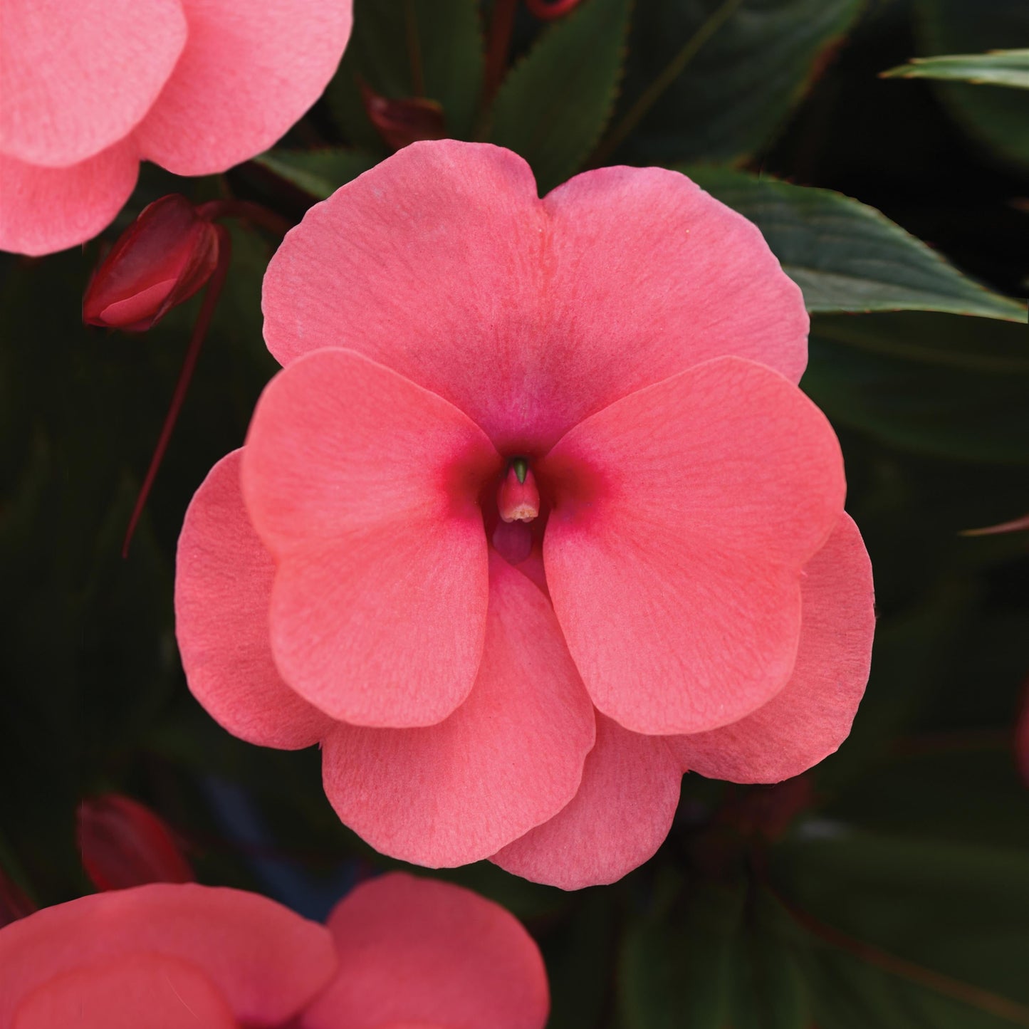 Impatiens | ImPower - 1 Quart