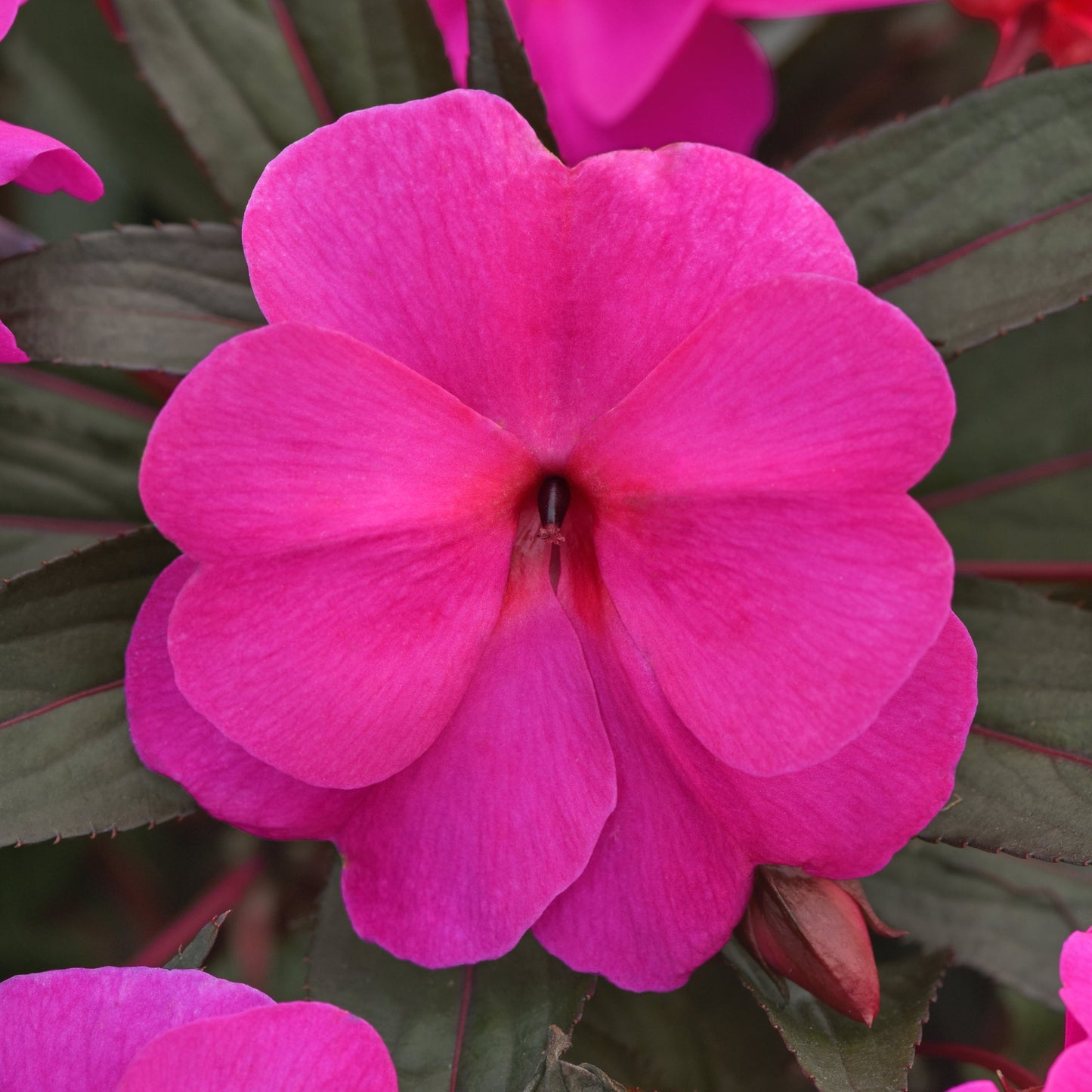 Impatiens | ImPower - 1 Quart