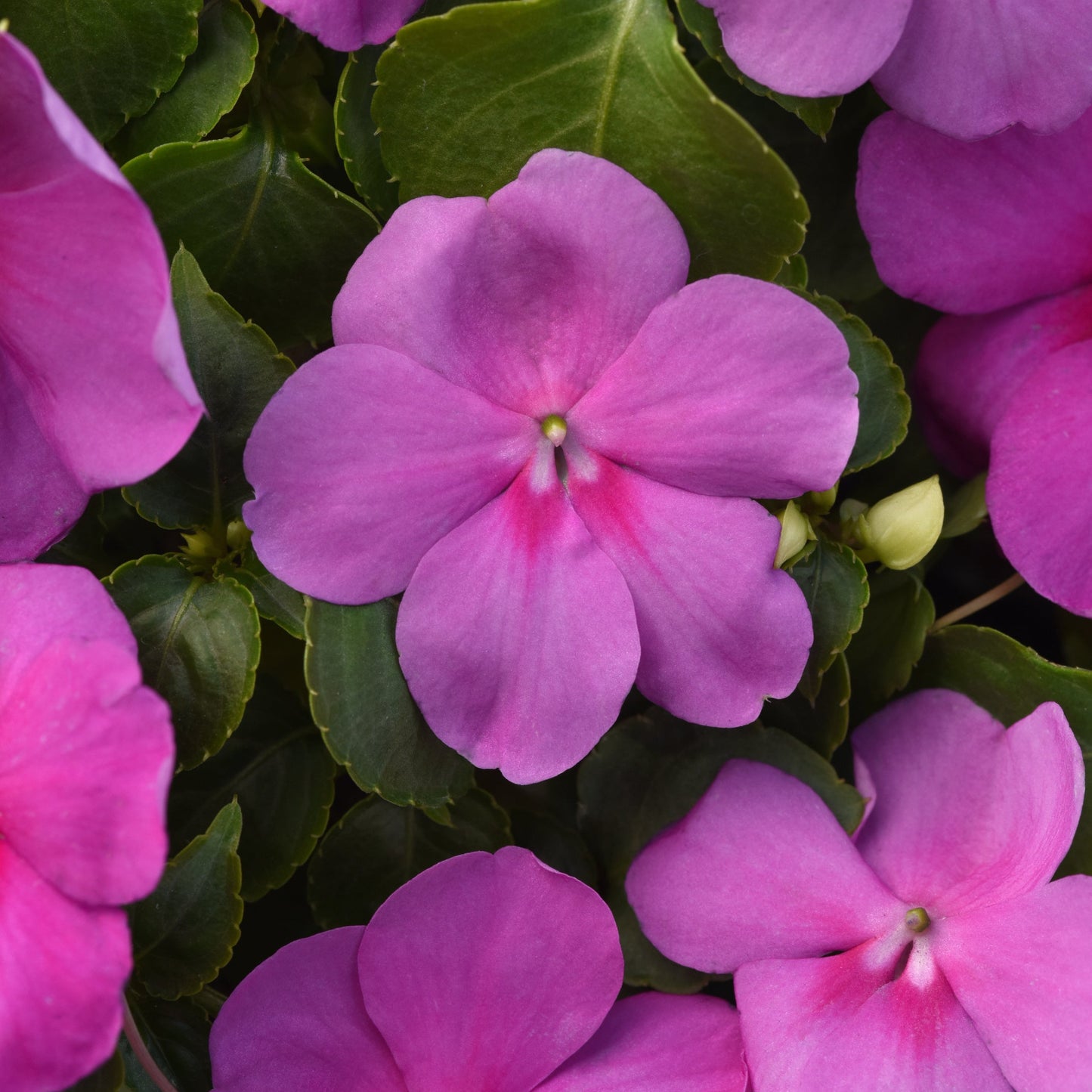 Impatiens | Beacon - 3 Quart