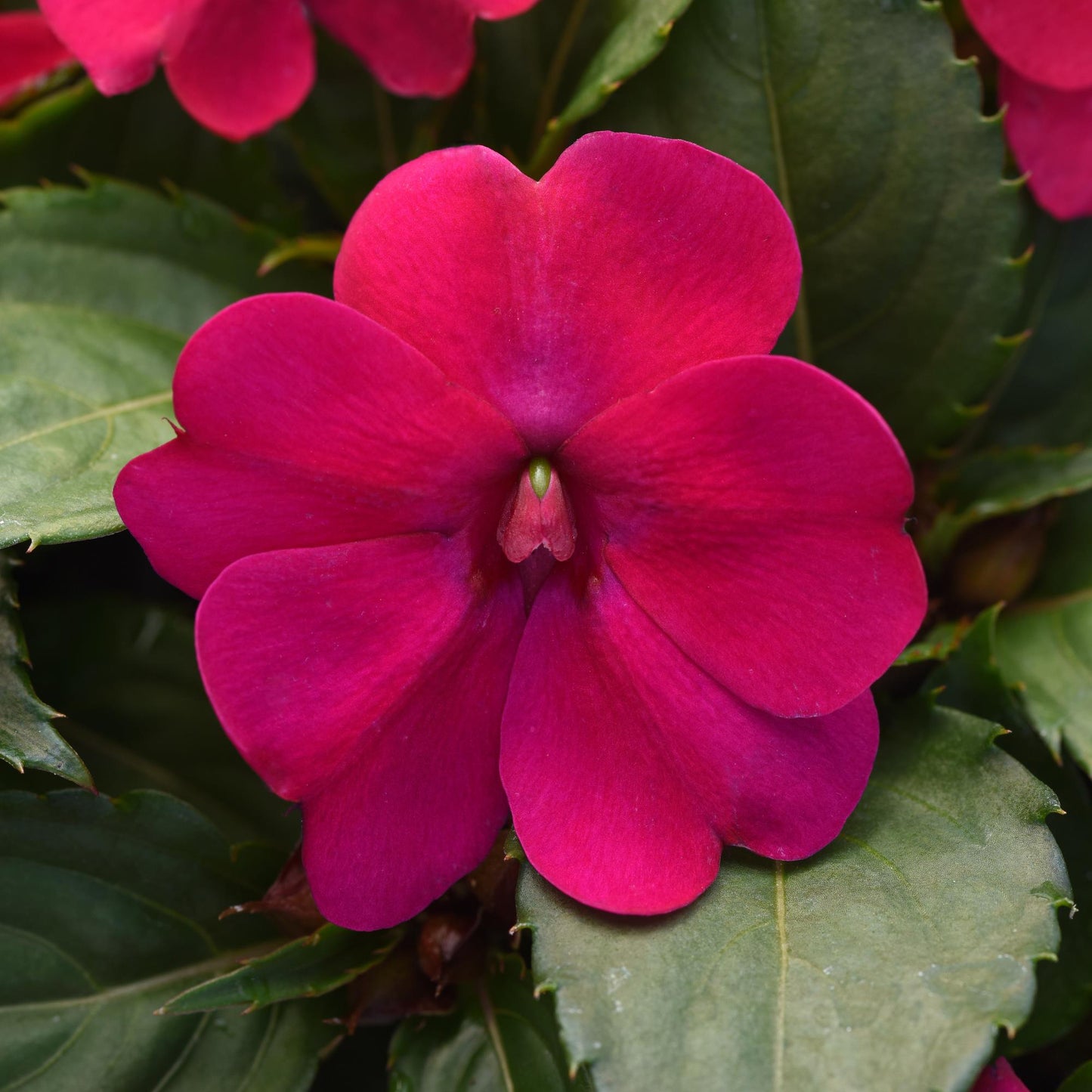 Impatiens | Solarscape - 4 Pack