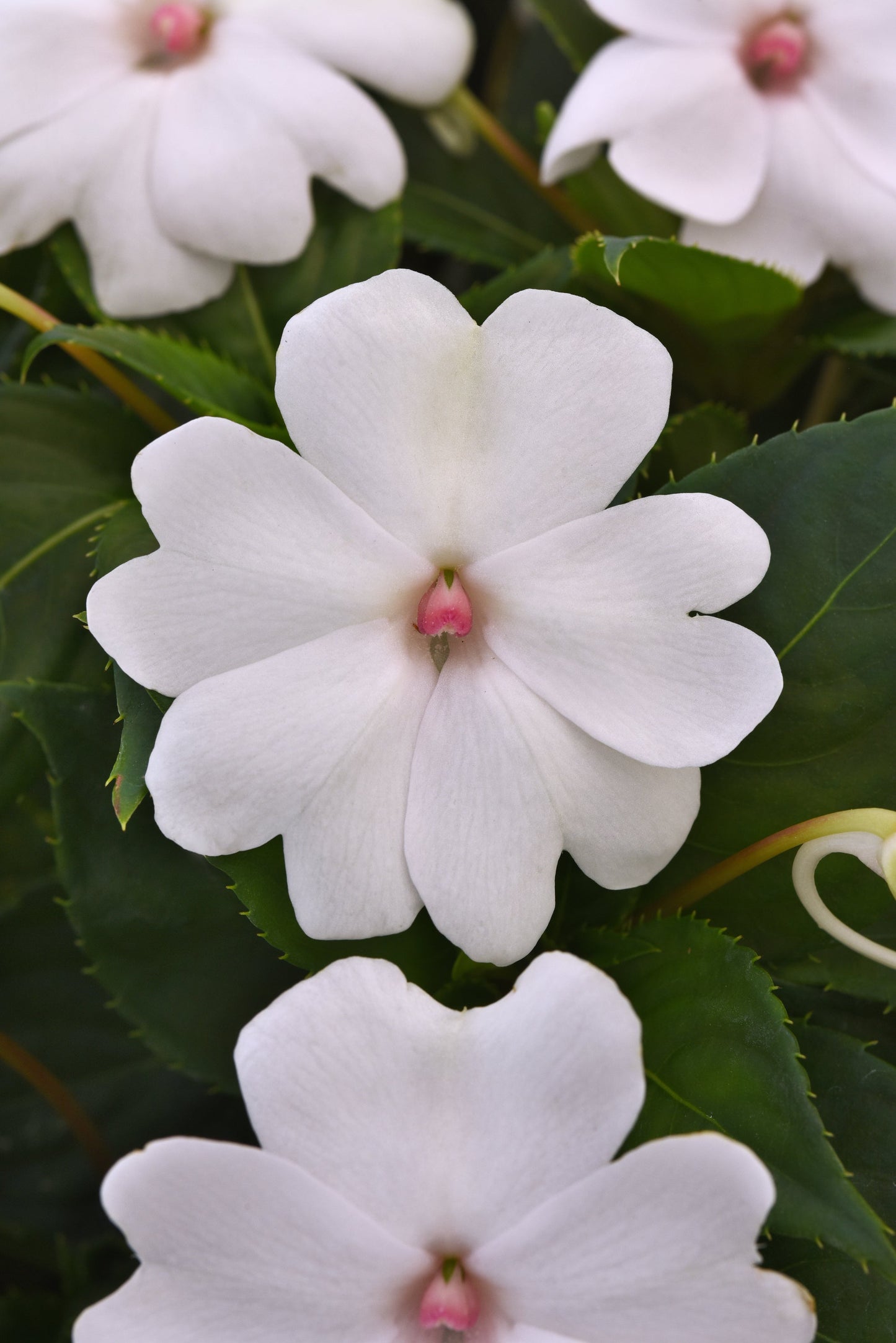 Impatiens | Solarscape - Promotional 4 Pack