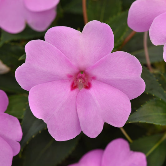 Impatiens | Solarscape - 4 Pack