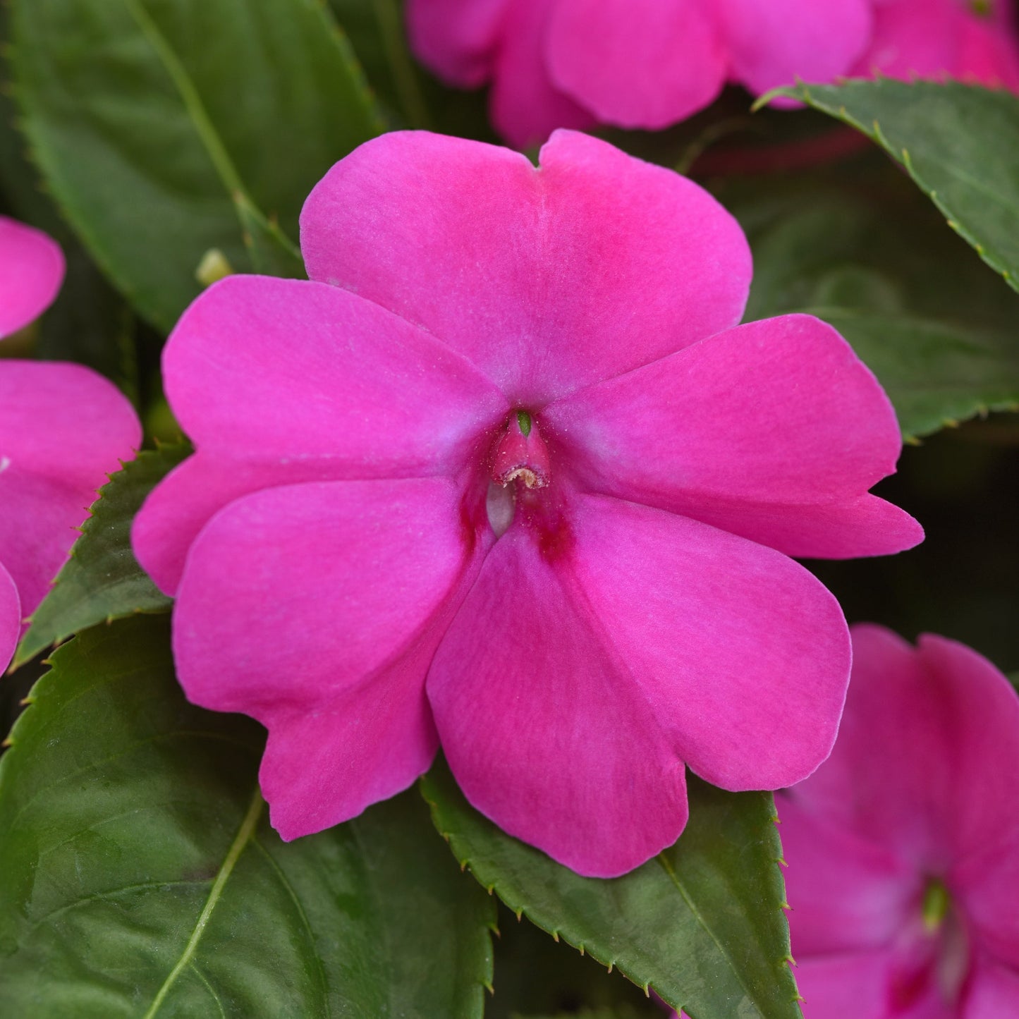 Impatiens | Solarscape - 4 Pack