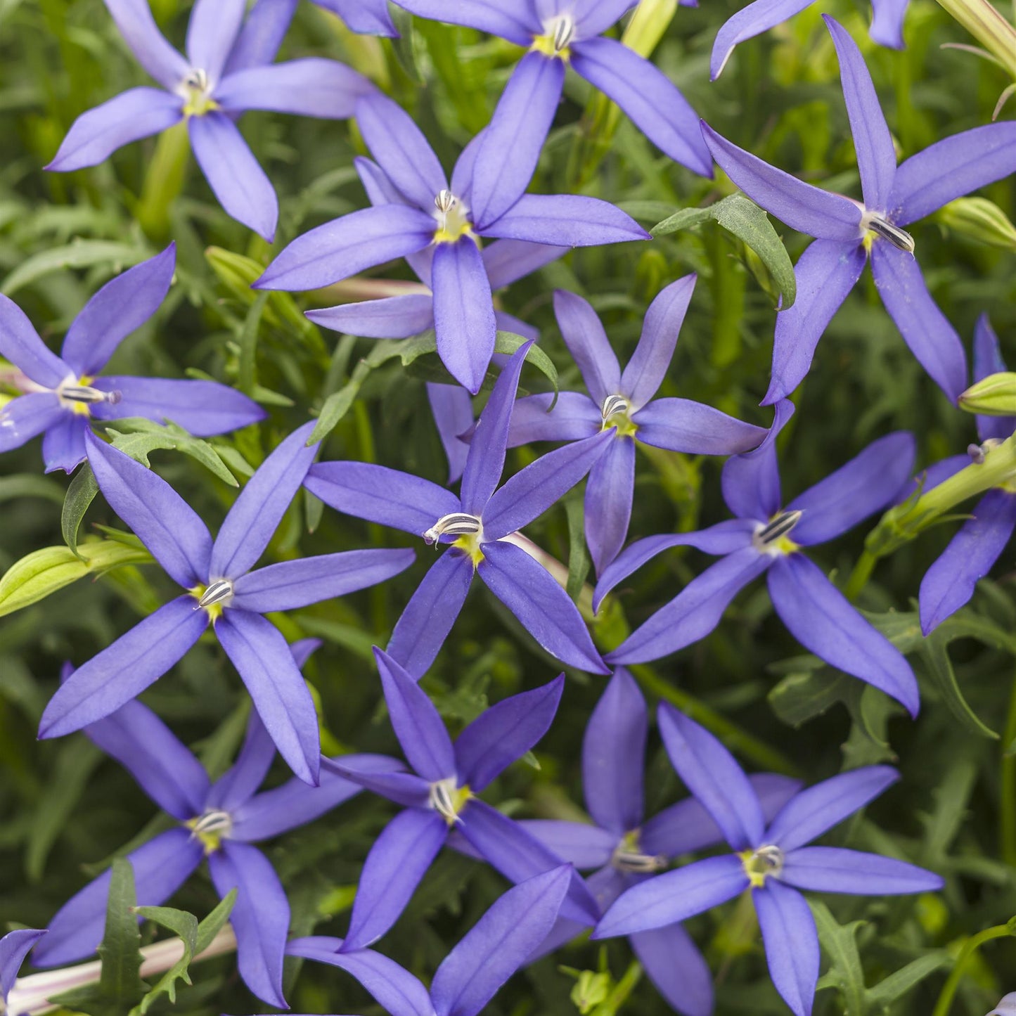 Laurentia | Beths Blue - 1 Quart
