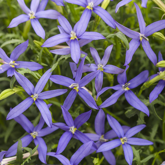 Laurentia | Beths Blue - 1 Quart