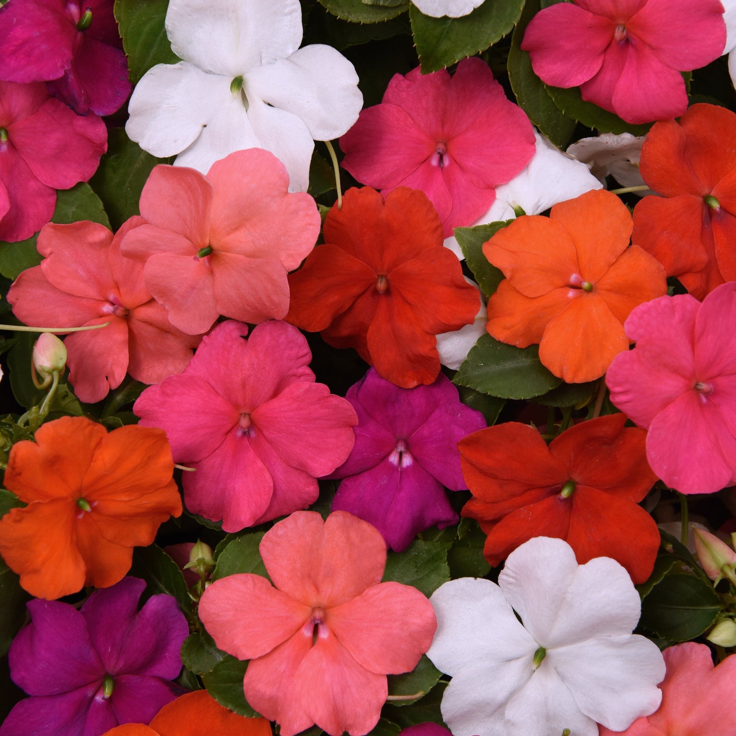 Impatiens | Beacon - 3 Quart