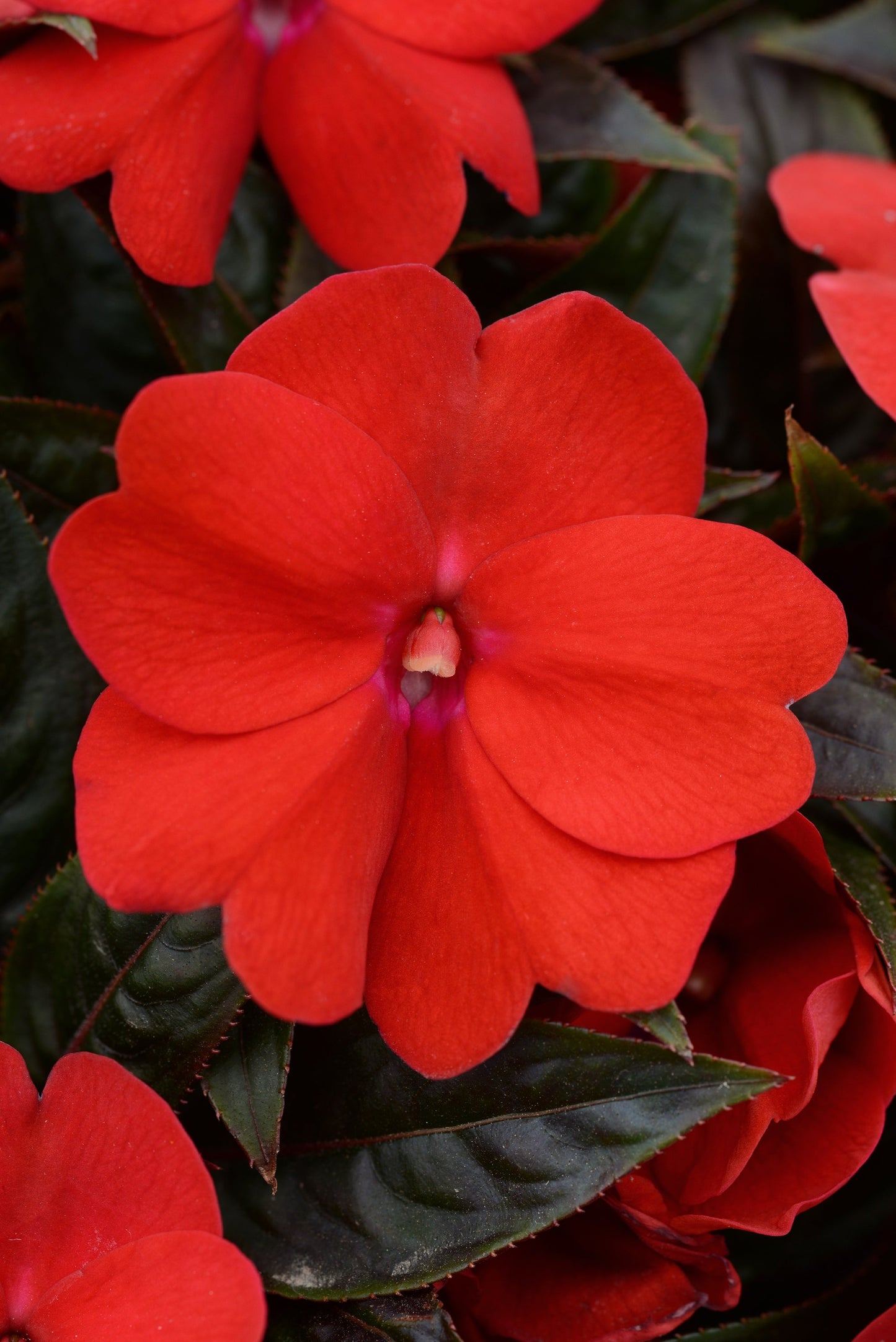 Impatiens | ColorPower - Large Hanging Basket