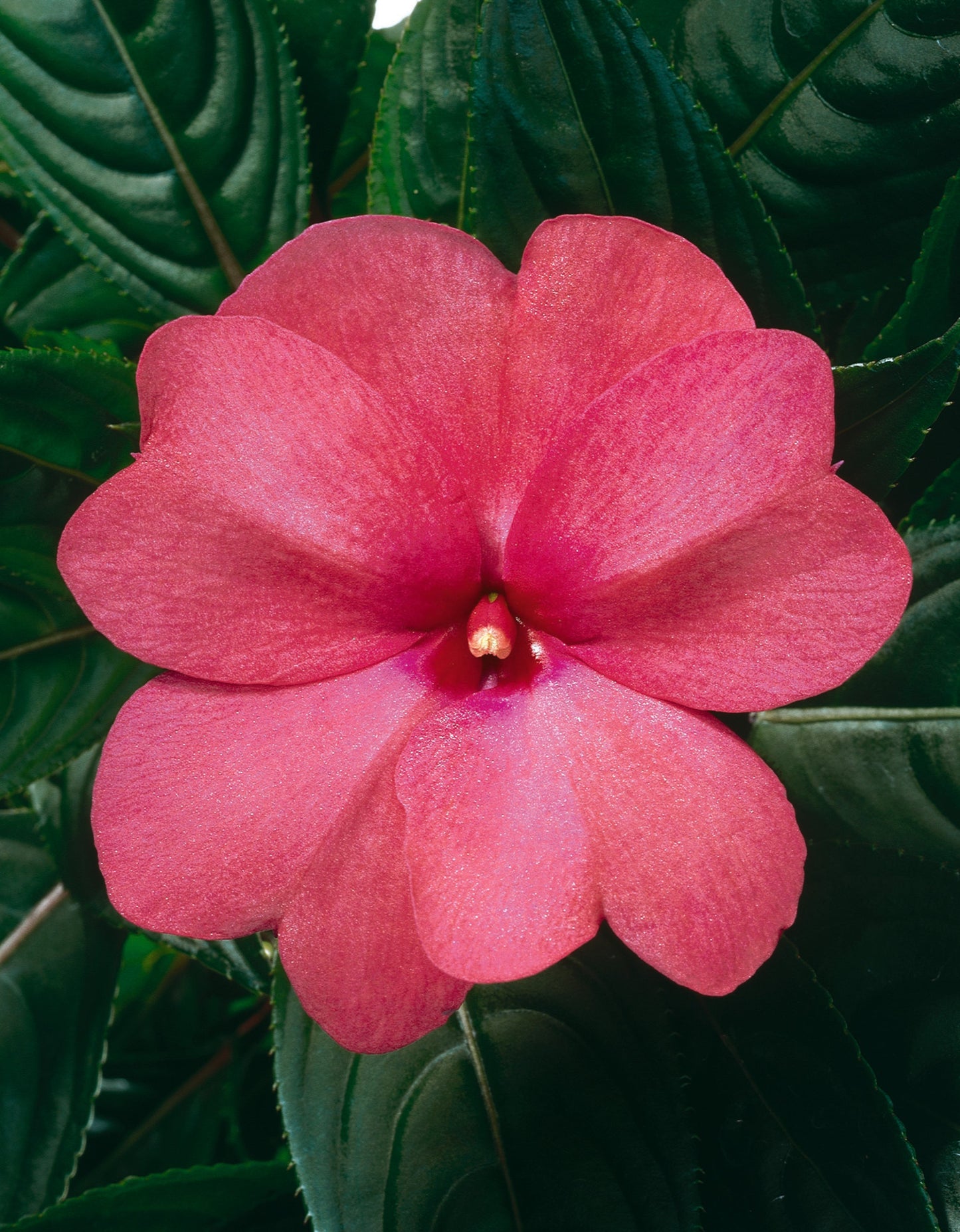 Impatiens | ColorPower - Large Hanging Basket