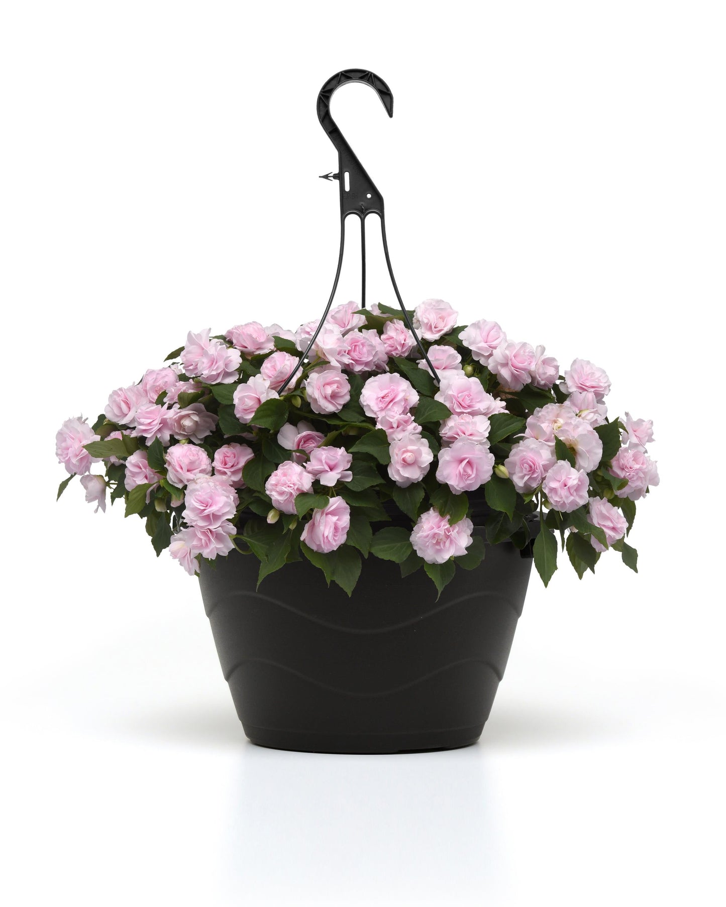Impatiens | Glimmer - Large Hanging Basket