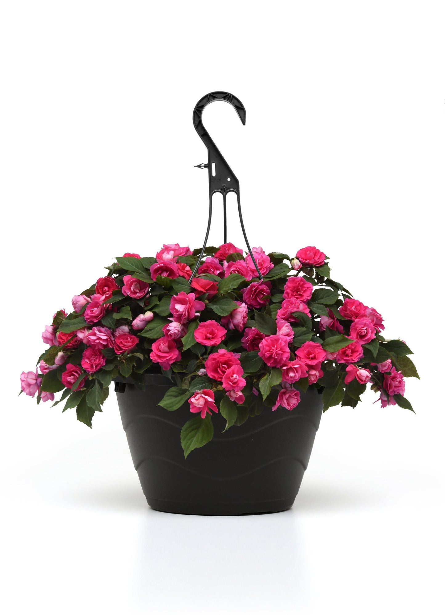 Impatiens | Glimmer - Large Hanging Basket