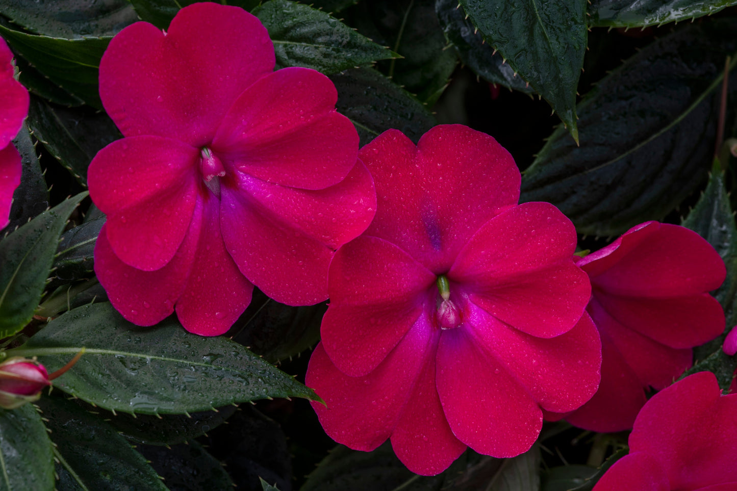 Impatiens | SunPatiens - 3 Quart