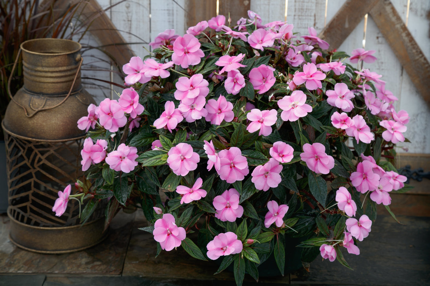 Impatiens | SunPatiens - Large Hanging Basket