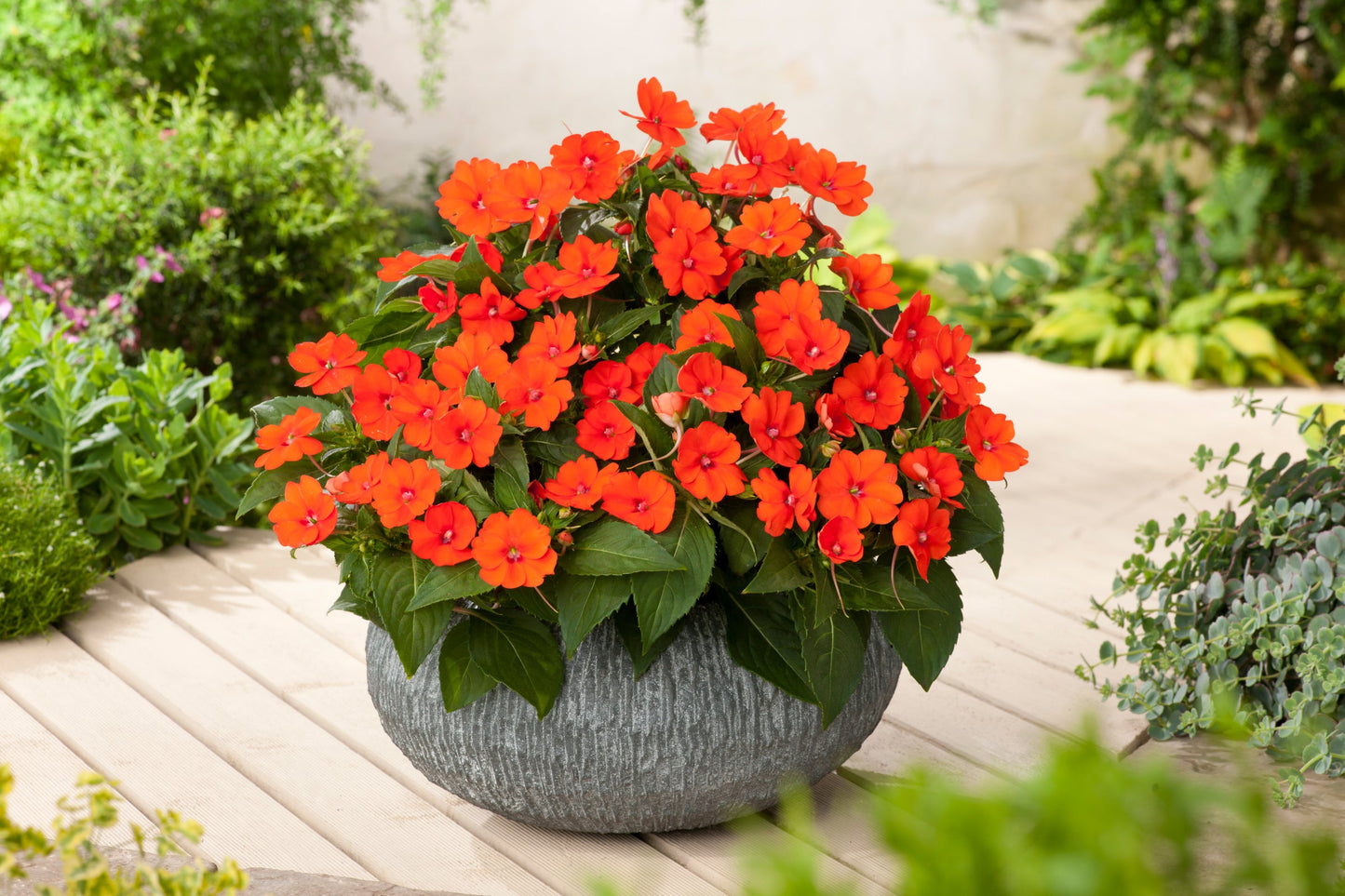 Impatiens | SunPatiens - Large Hanging Basket