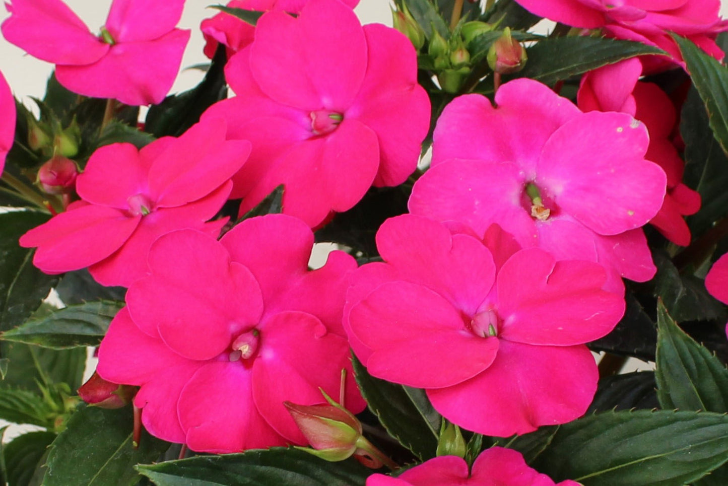 Impatiens | SunPatiens - Large Hanging Basket