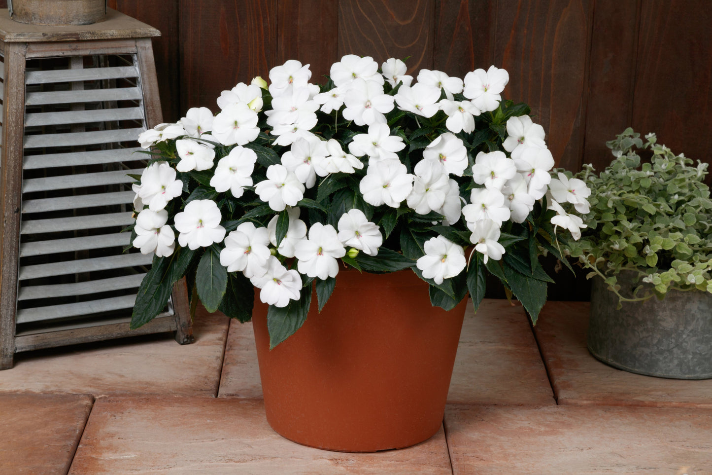 Impatiens | SunPatiens - Large Hanging Basket