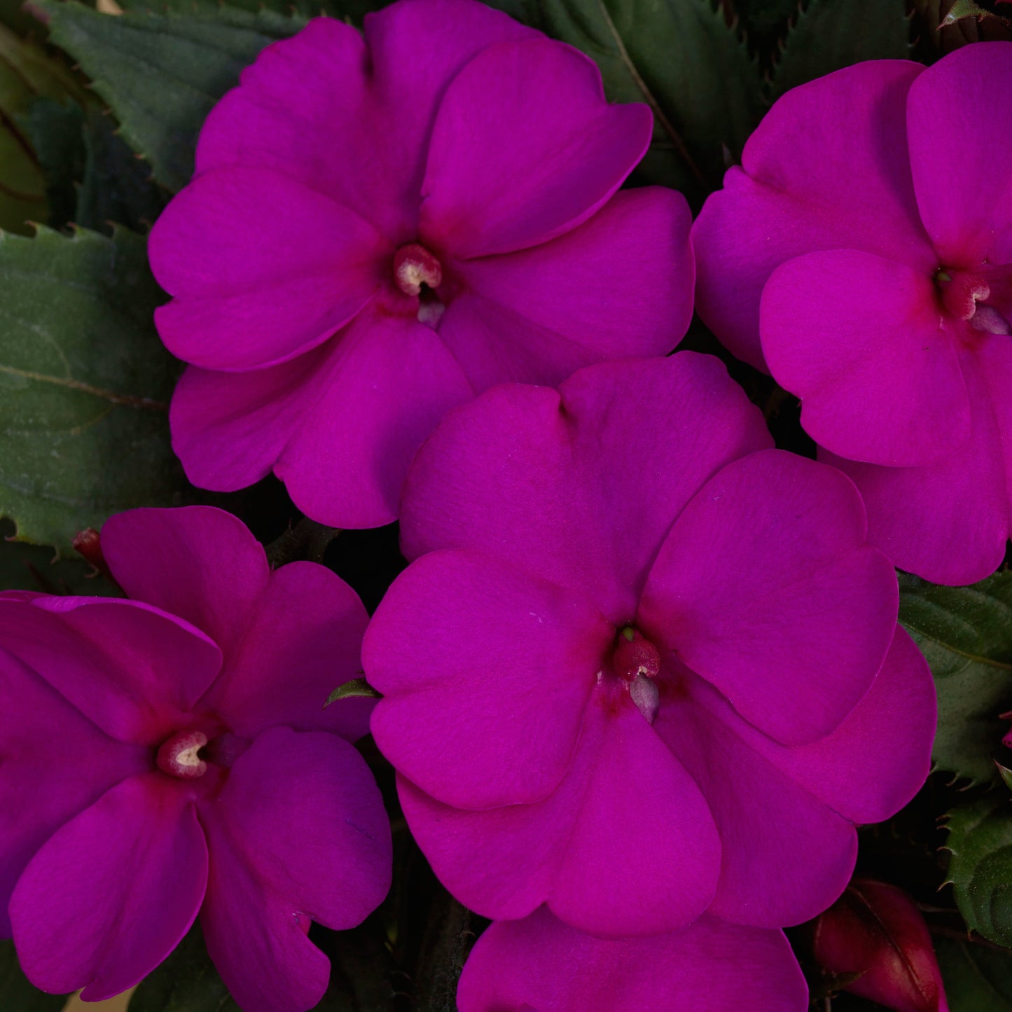 Impatiens | SunPatiens - 1 Quart