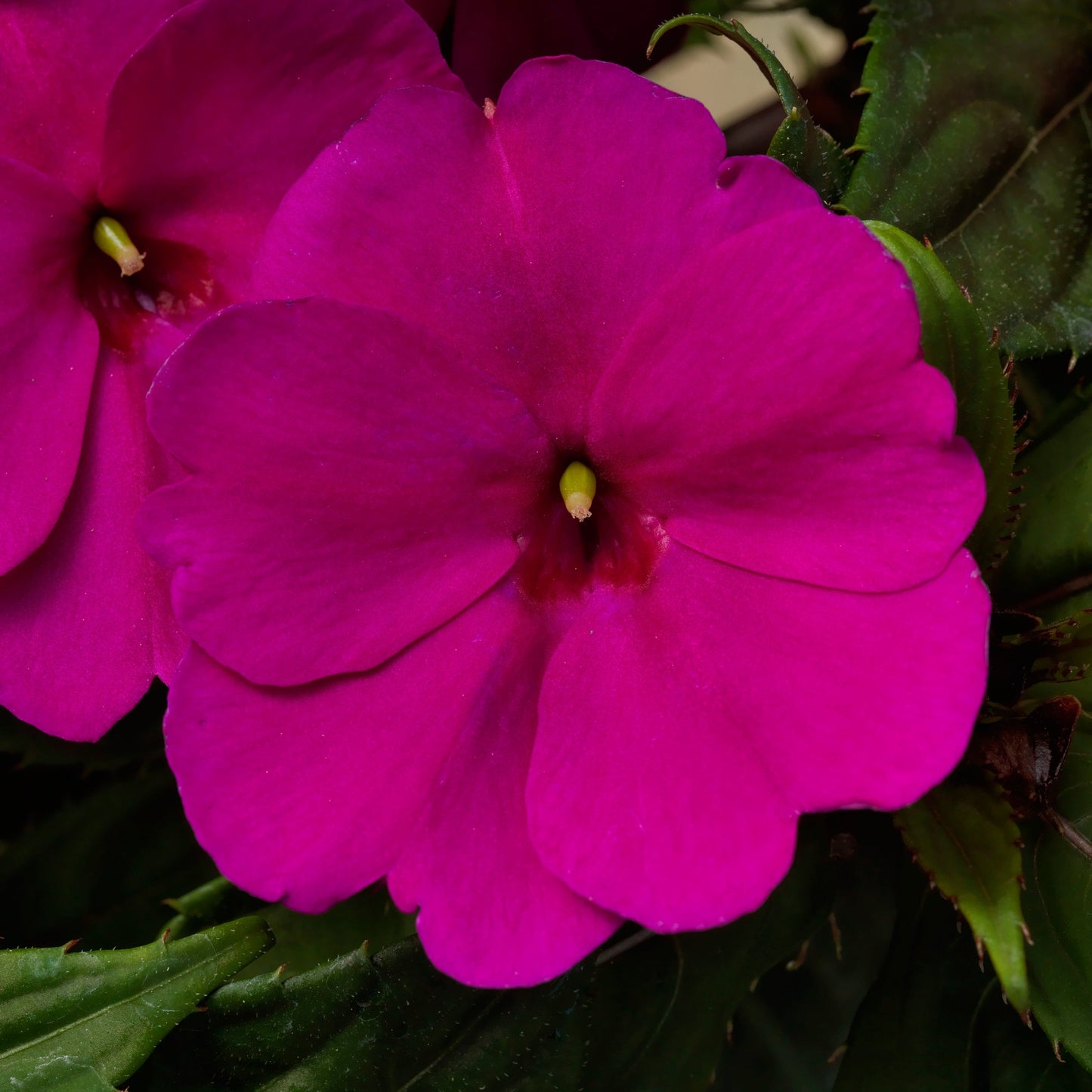 Impatiens | SunPatiens - 3 Quart