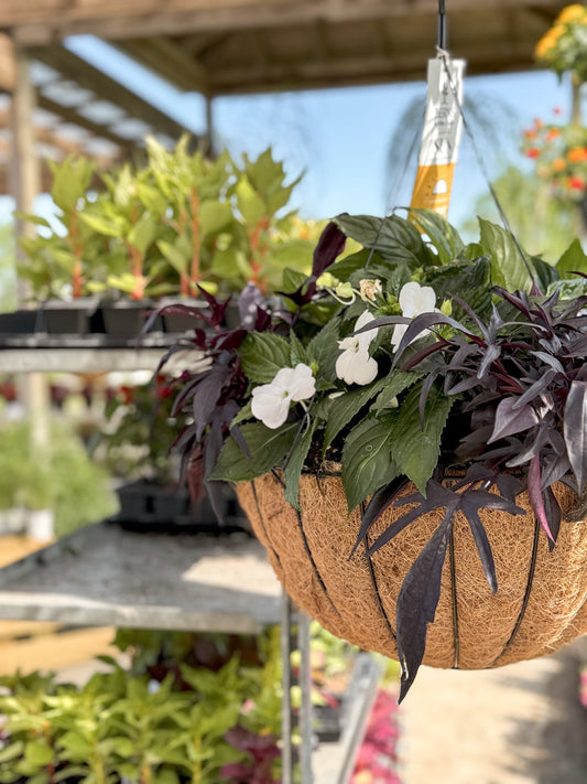 BloomMate SunPatiens | White - Grand Hanging Basket