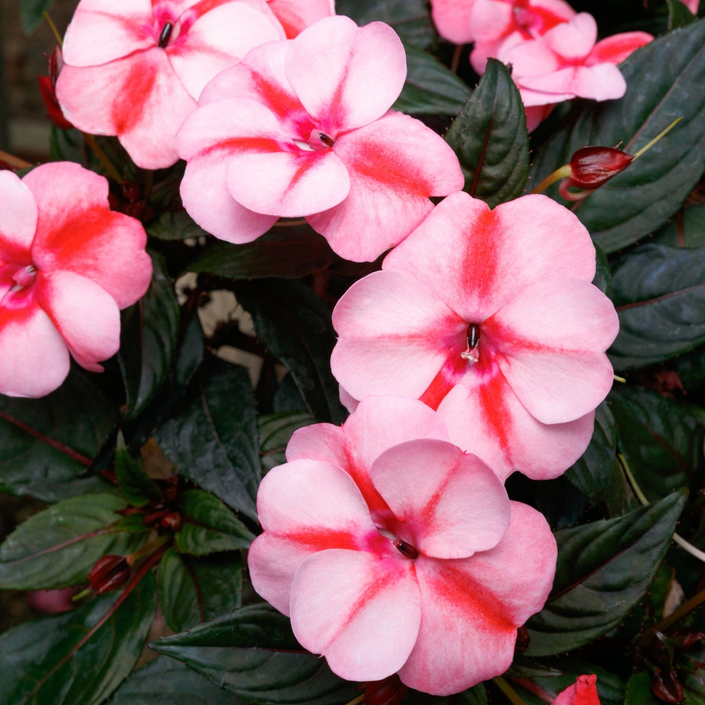 Impatiens | SunPatiens - 1 Quart