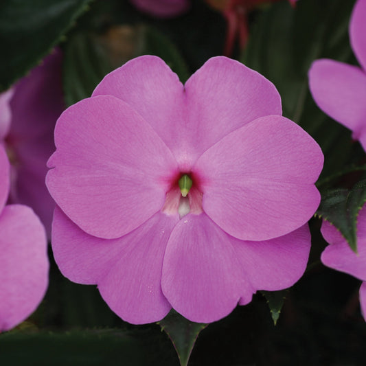 Impatiens | ImPower - 1 Quart