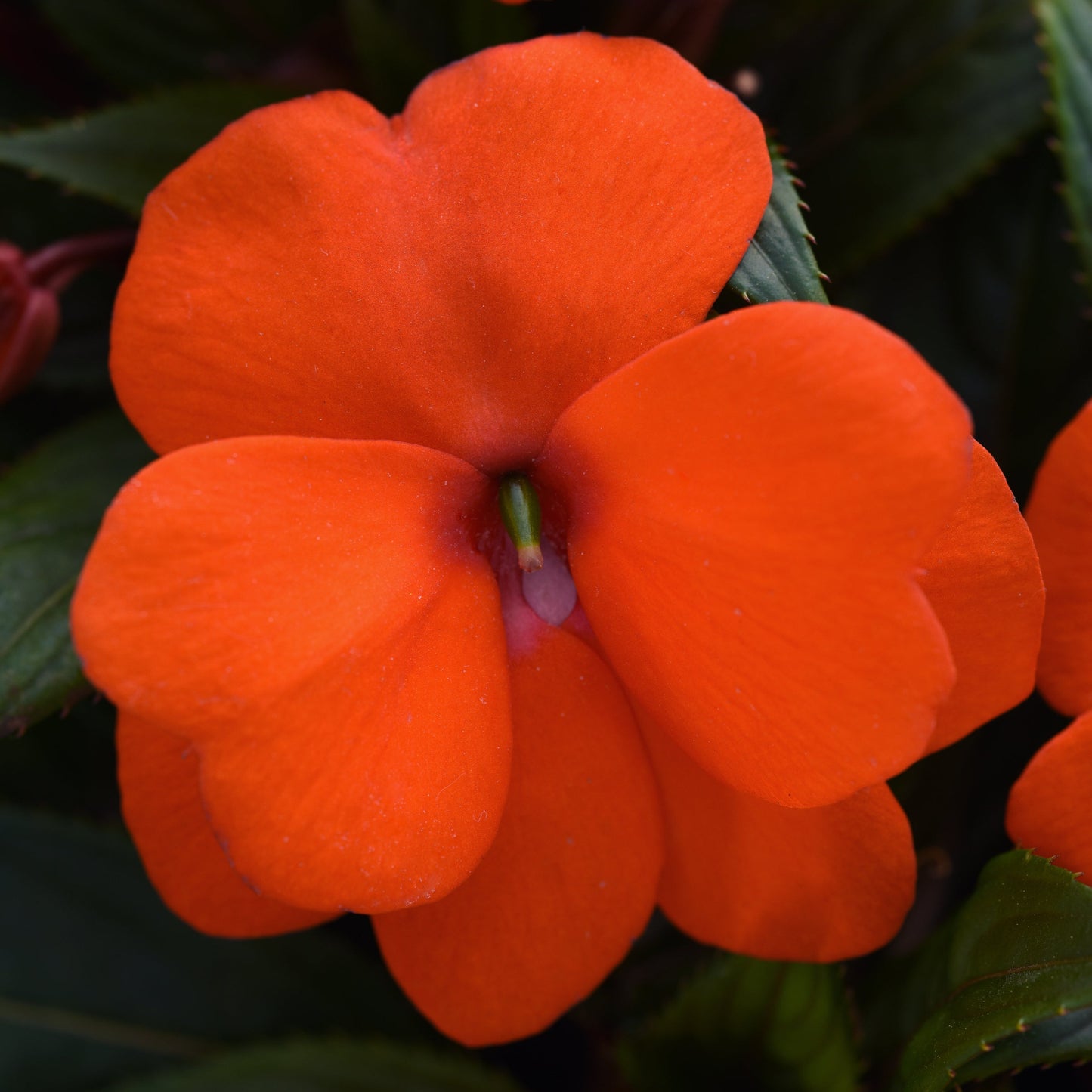 Impatiens | ImPower - 1 Quart