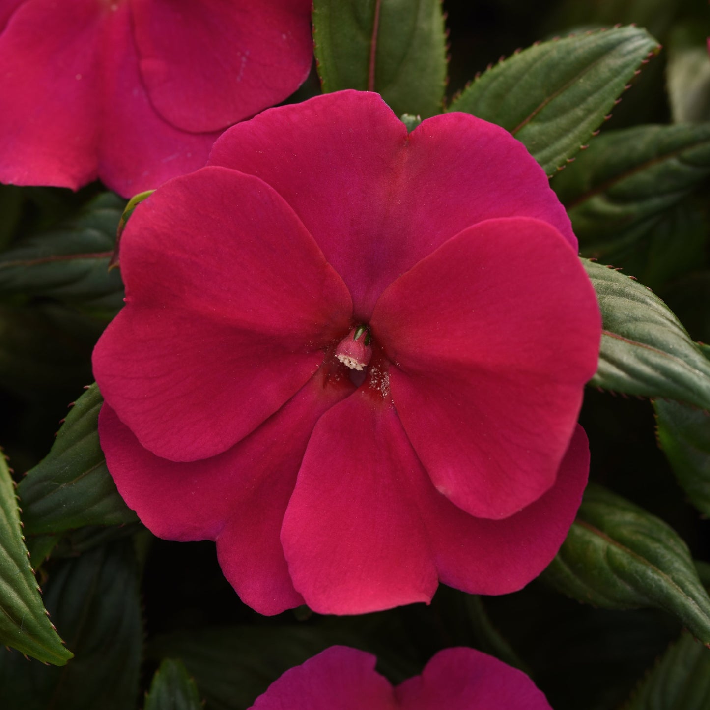 Impatiens | ImPower - 1 Quart