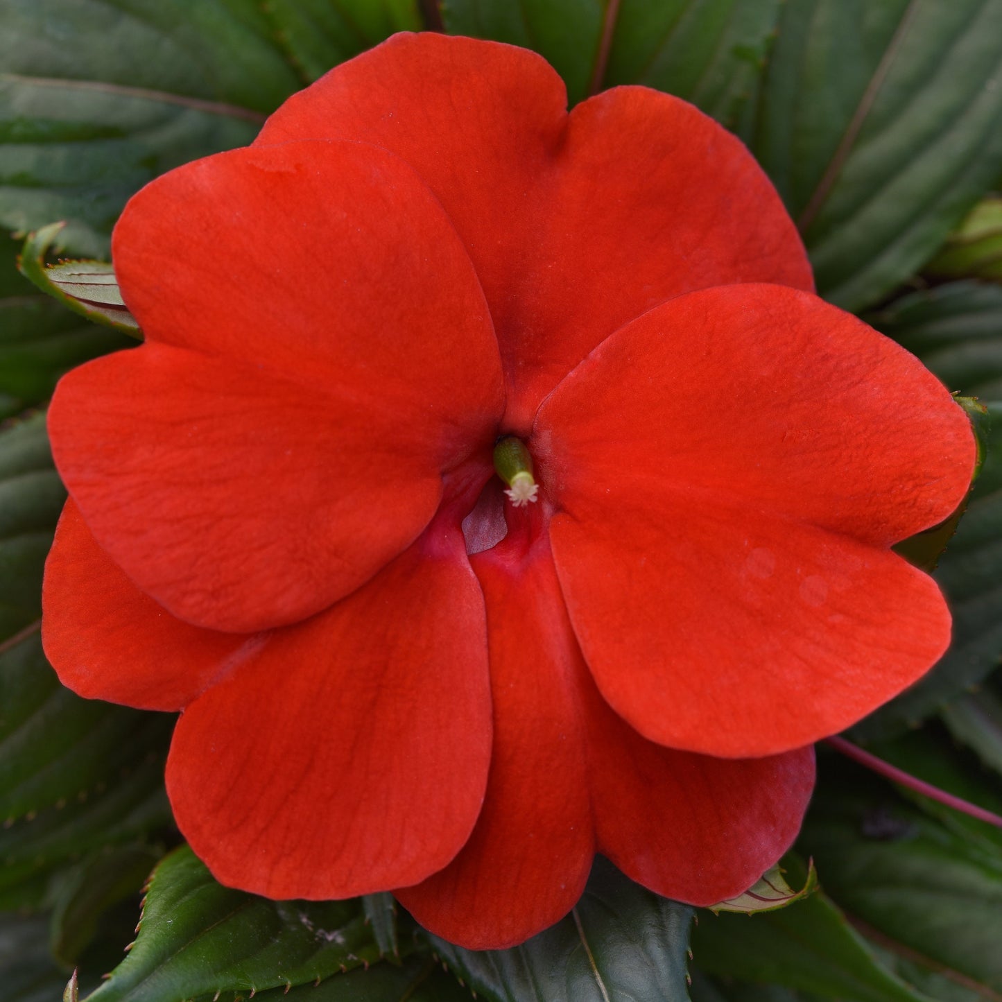 Impatiens | ImPower - 1 Quart