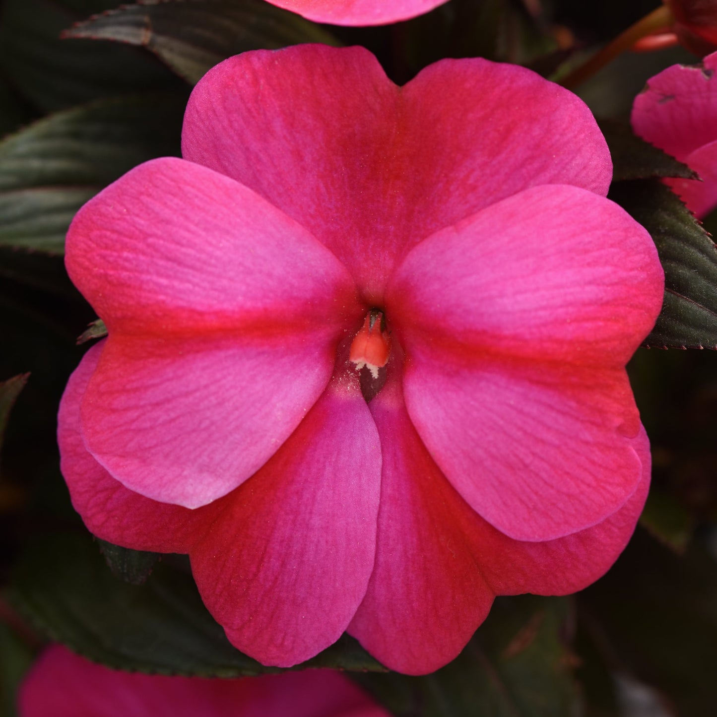 Impatiens | ImPower - 1 Quart