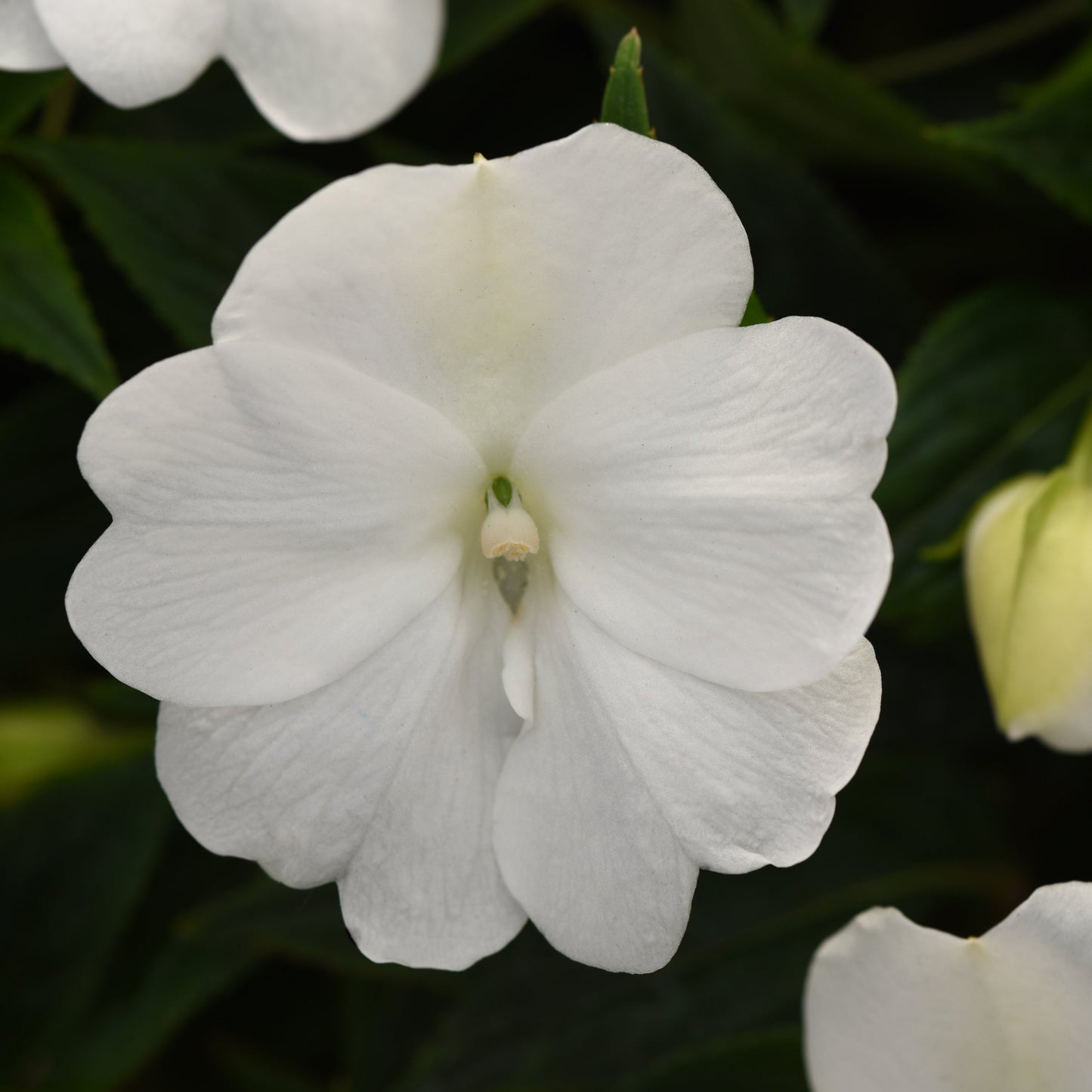 Impatiens | ImPower - 1 Quart