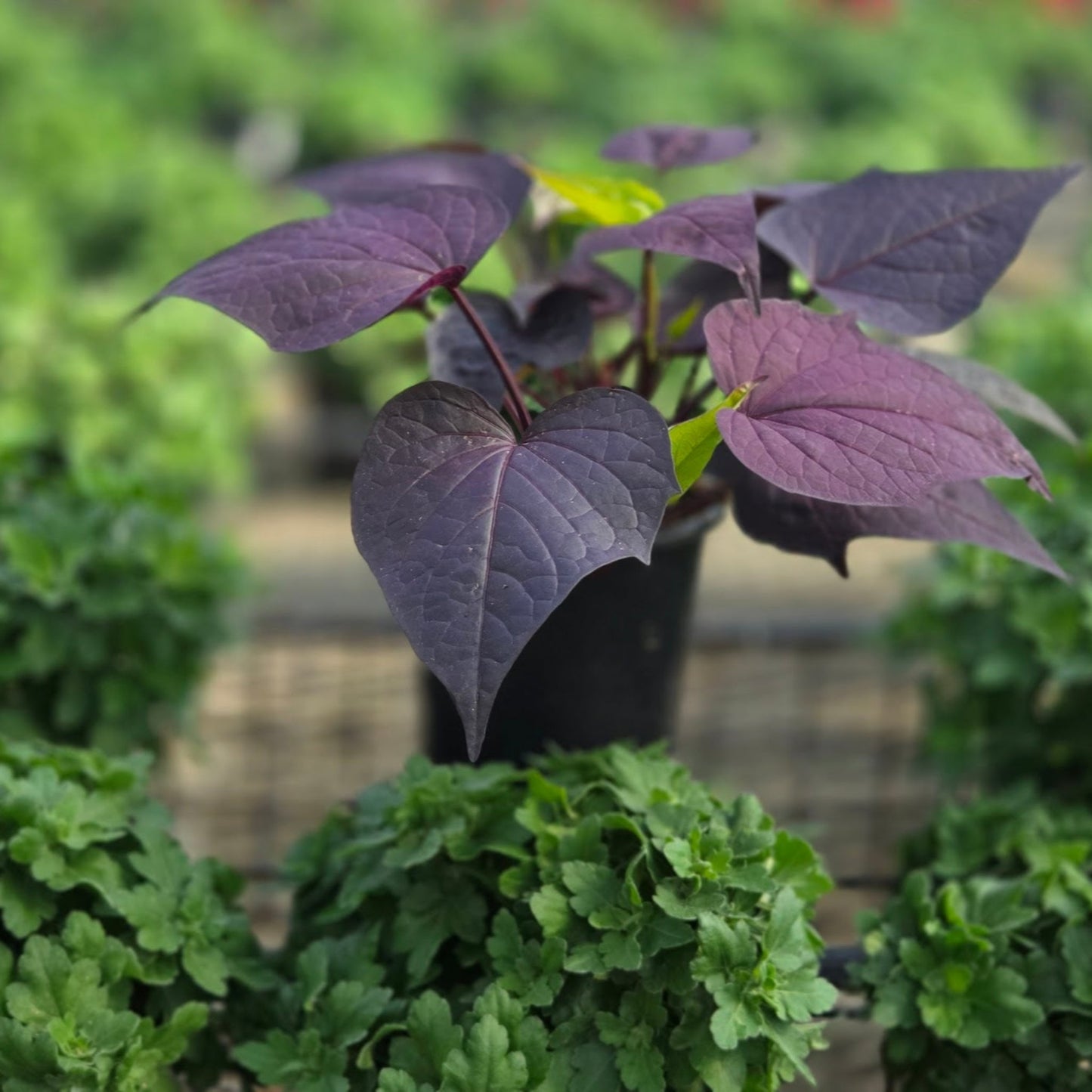 Ipomoea | Sweet Potato Vine - 1 Quart