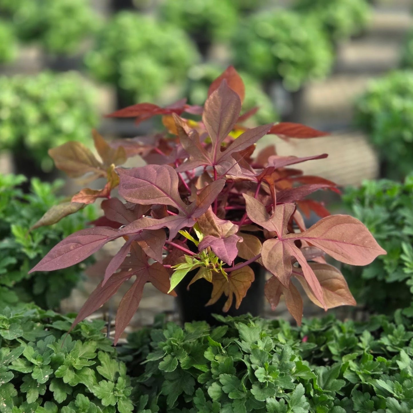 Ipomoea | Sweet Potato Vine - 1 Quart