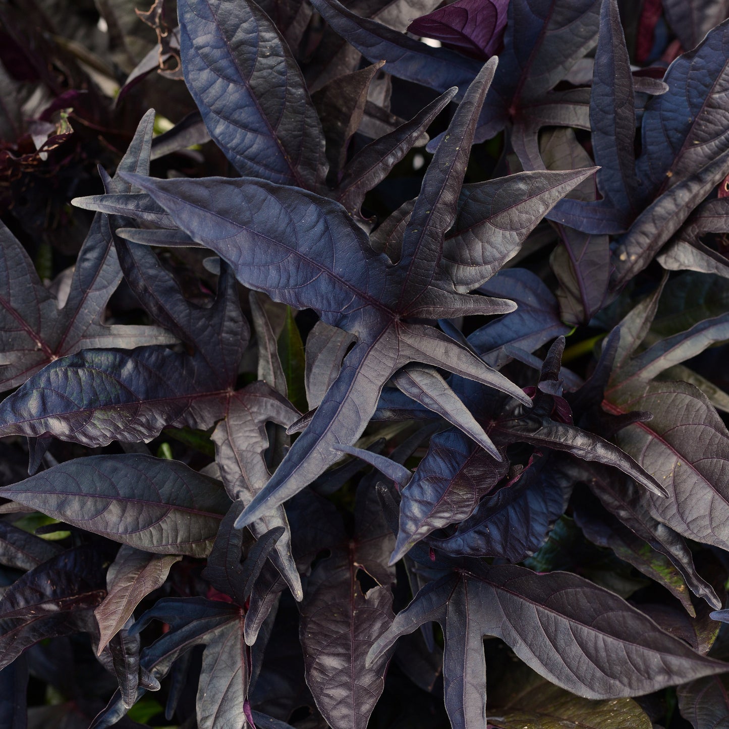 Ipomoea | Sweet Potato Vine - 1 Quart
