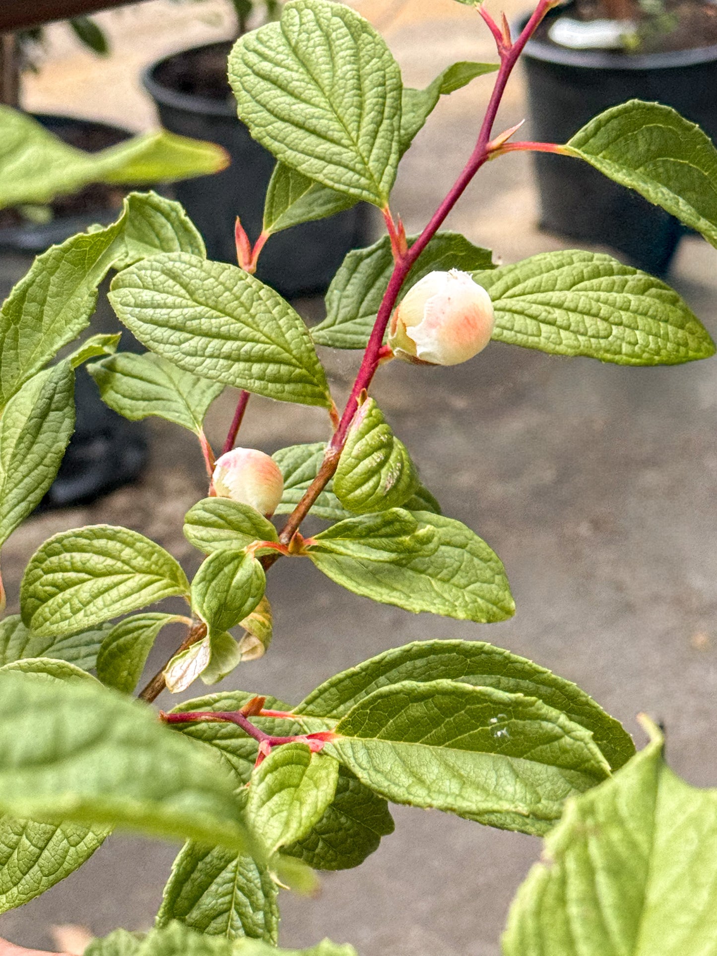 Stewartia | Japanese Stewartia - 7 Gallon