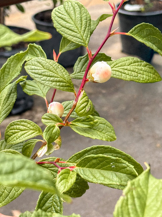 Stewartia | Japanese Stewartia - 7 Gallon
