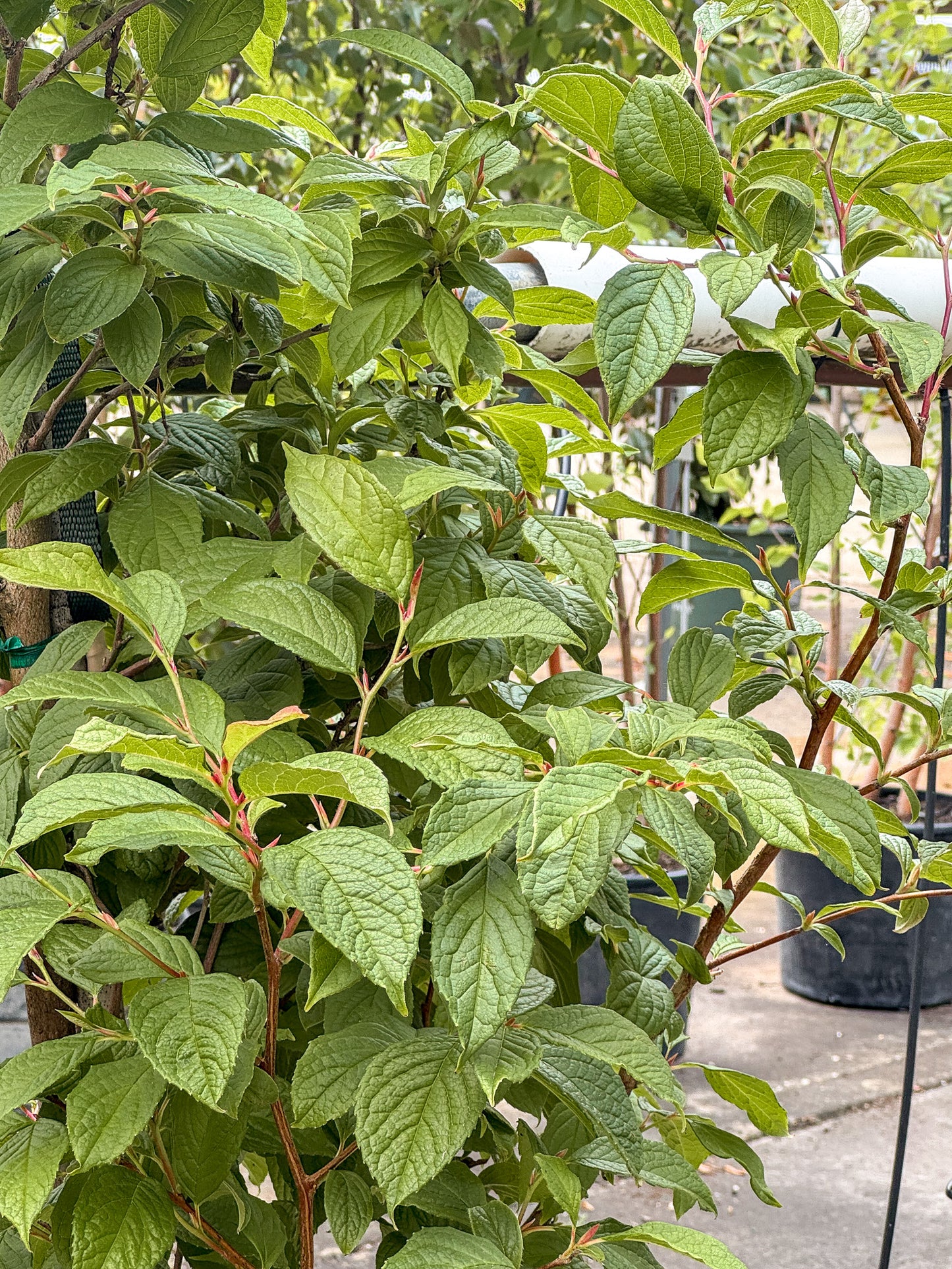 Stewartia | Japanese Stewartia - 7 Gallon