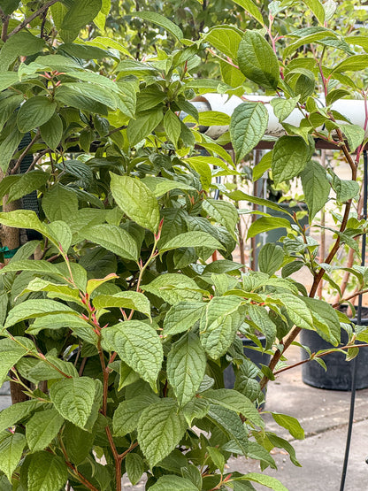 Stewartia | Japanese Stewartia - 7 Gallon